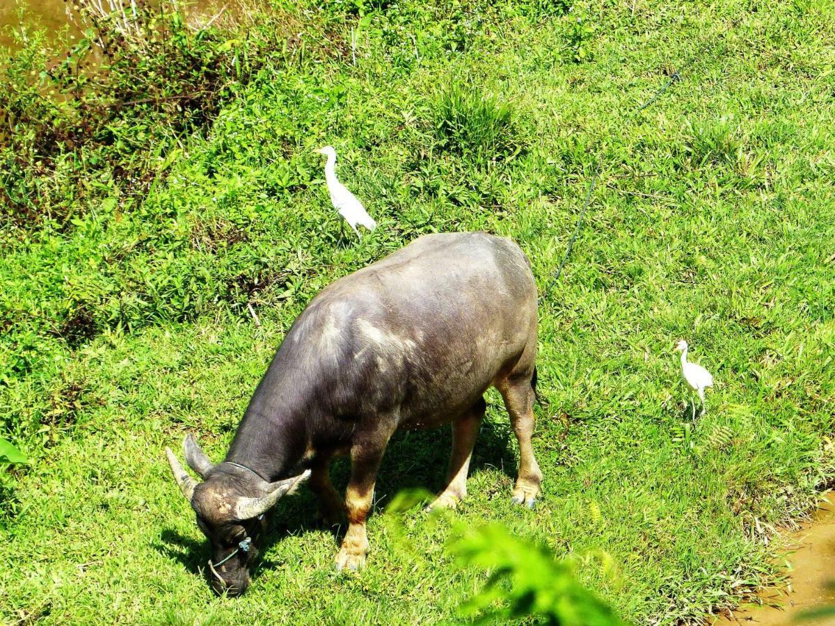 Toraja Torsina Hotel ランテパオ エクステリア 写真